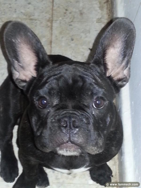 BOULEDOGUE FRANCAIS
