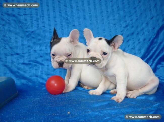 bouledogue français chiots 