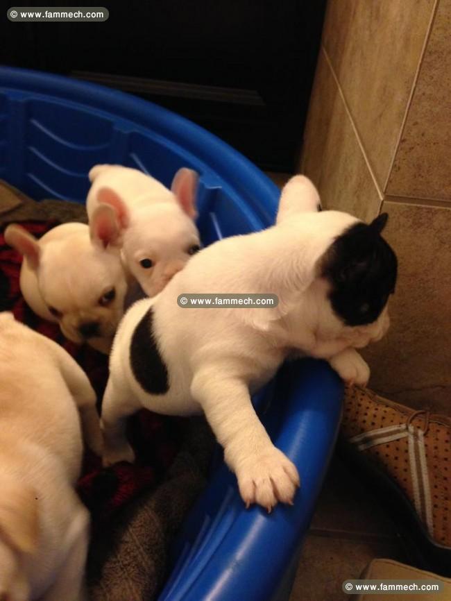 bouledogue Français chiots