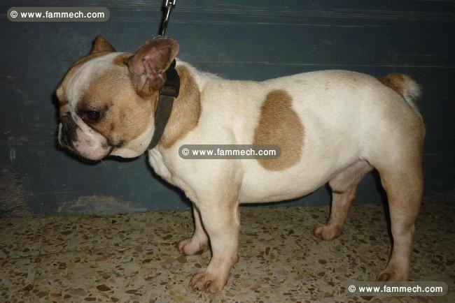bouledogue français couple adulte