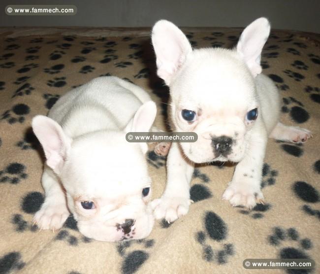 Bouledogue Français disponible