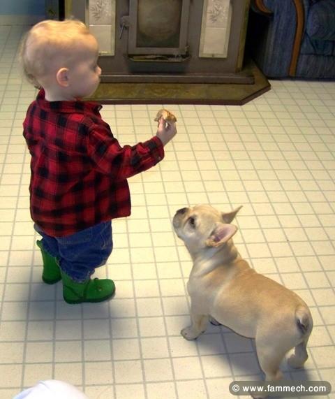 BOULEDOGUE FRANCAIS FEMELLE 