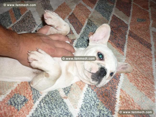 BOULEDOGUE FRANCAIS FEMELLES DISPO 