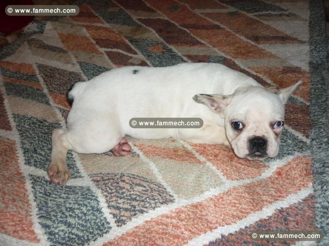 BOULEDOGUE FRANCAIS FEMELLES DISPO 