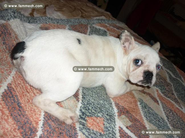 BOULEDOGUE FRANCAIS FEMELLES DISPO 