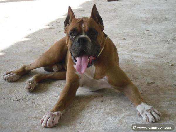 BOXER CHIOTS 