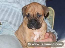 boxer de race pure 