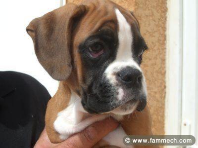 BOXER GEANT MAL E