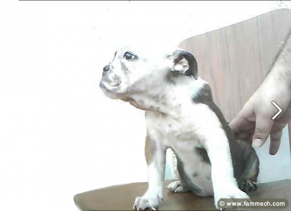 bulldog anglais femelle