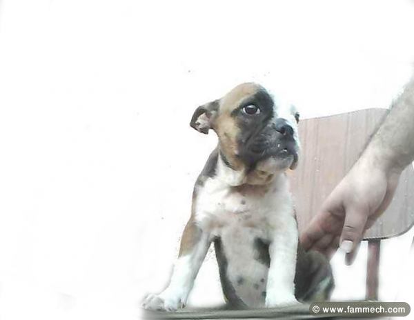 bulldog anglais femelle