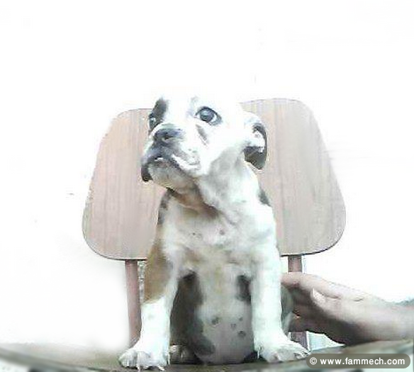 bulldog anglais femelle