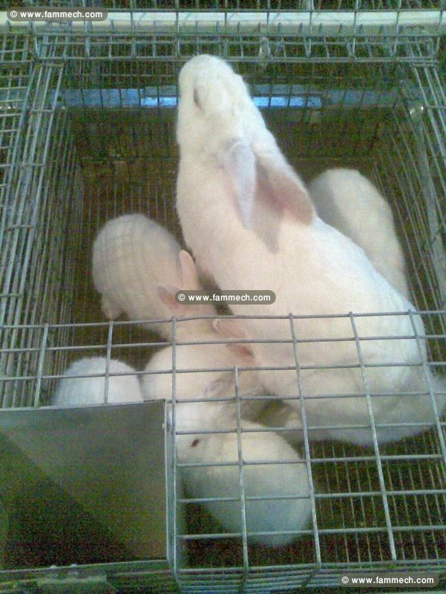cages lapin