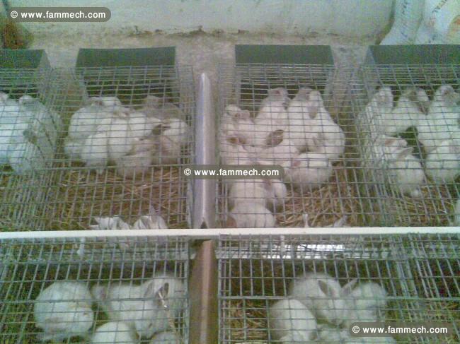 cages lapin