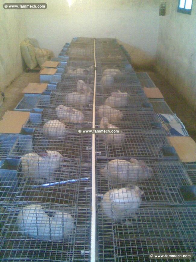cages lapin