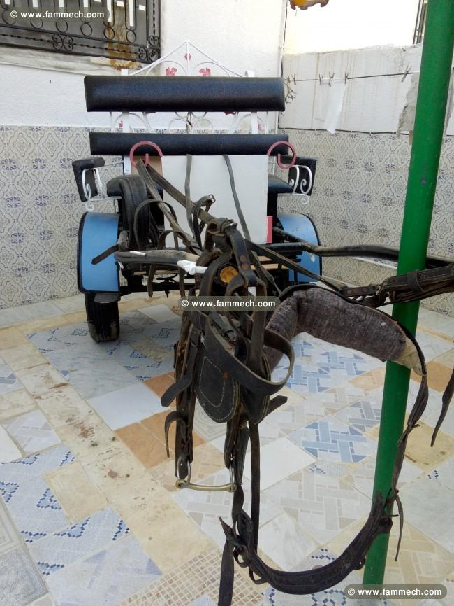 Calise avec son equipement pour cheval