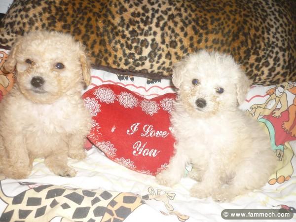 CANICHE DE POCHE MINIATURE CHIOTS 