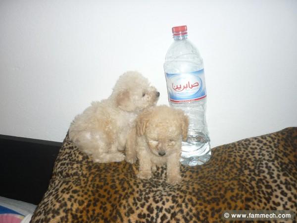 CANICHE DE POCHE MINIATURE CHIOTS 