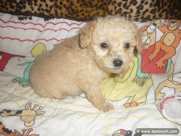 CANICHE DE POCHE MINIATURE CHIOTS 