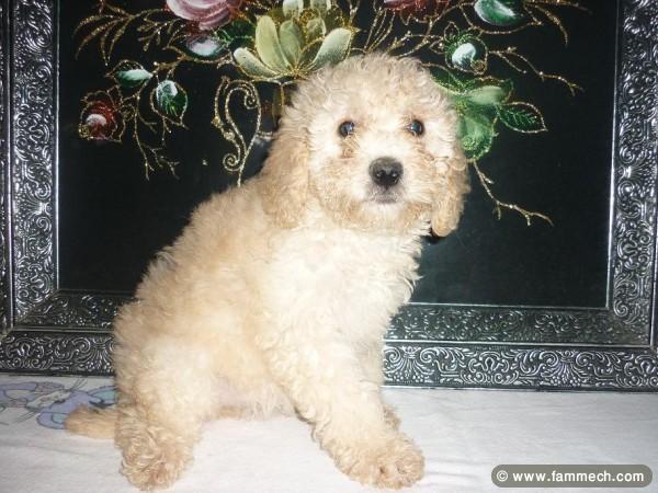 CANICHE MINIATURE FEMELLE 