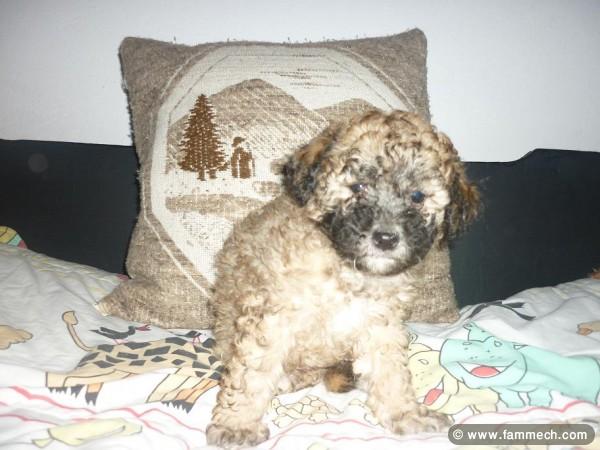 CANICHE MINIATURE FEMELLE