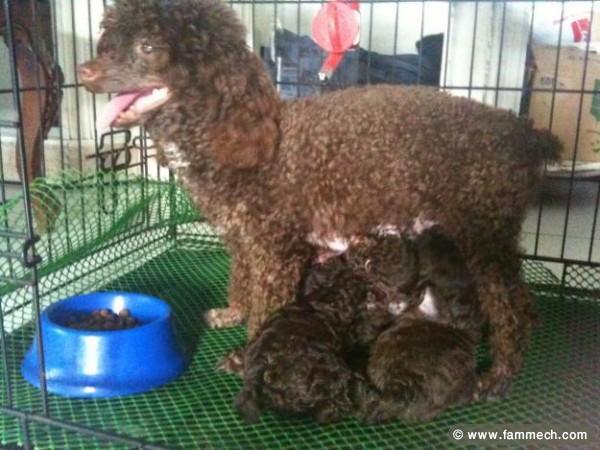CANICHE POCHE CHOCOLAT 