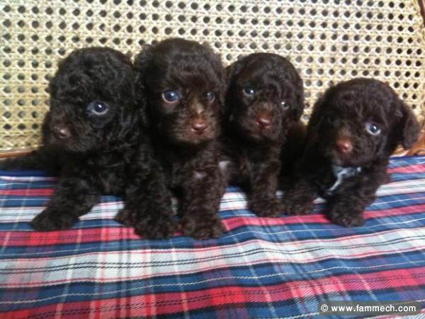CANICHE POCHE CHOCOLAT 