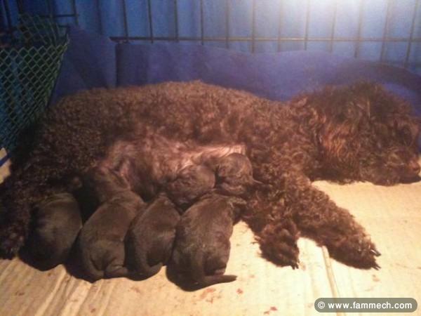 CANICHE POCHE CHOCOLAT 
