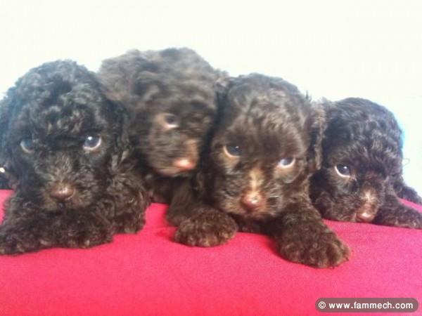 CANICHE POCHE CHOCOLAT 