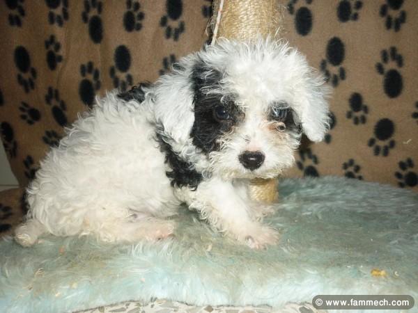 CANICHE TOY CHIOT 