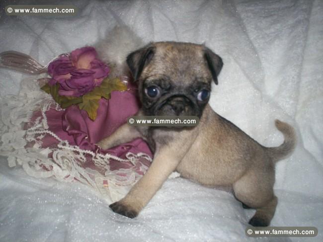 carlin chiots dispo