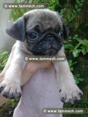 carlin femelle chiot