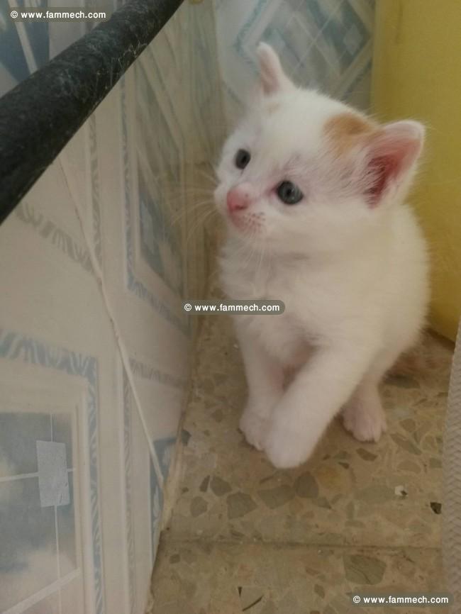 chat blanc 1 mois