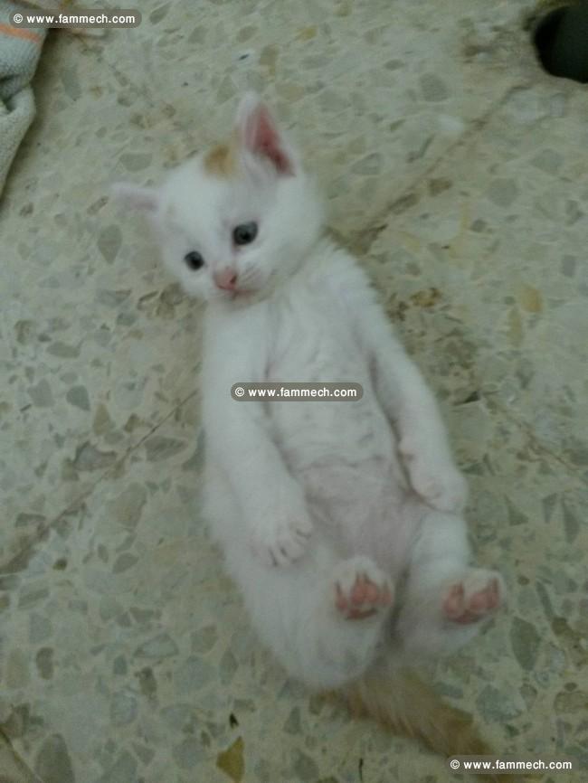 chat blanc 1 mois