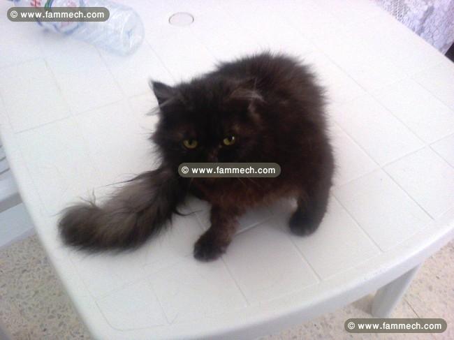 Chat Femelle Persan