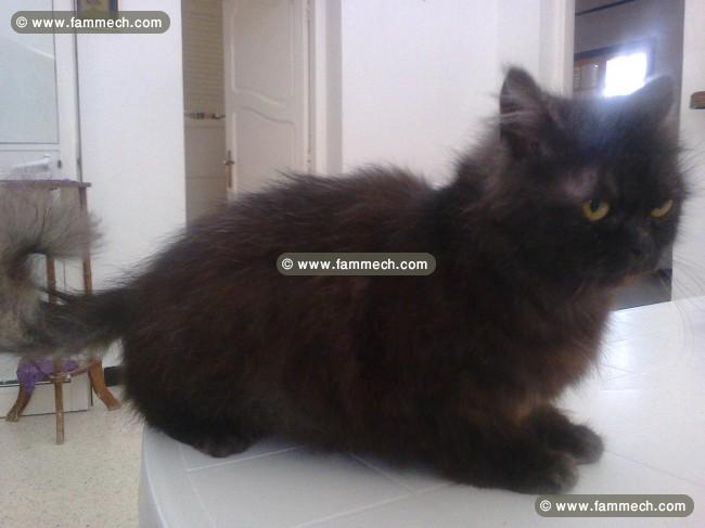 Chat Femelle Persan