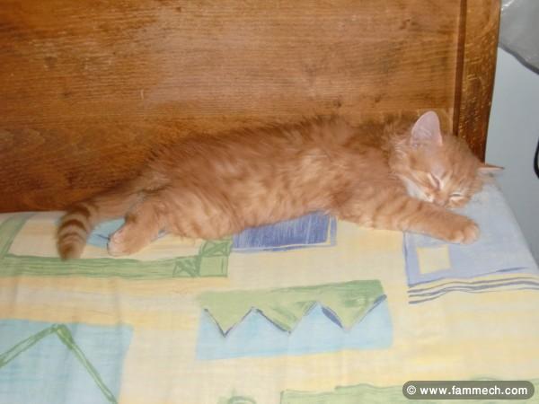 Chat Persan