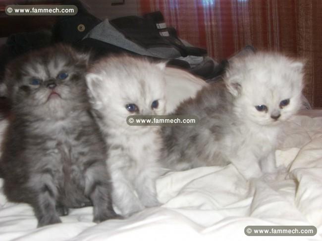 Chat persan chinchilla à Ben arous