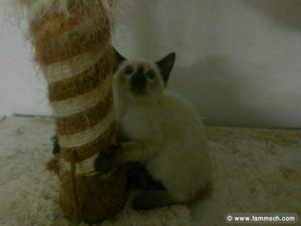 CHAT SIAMOIS 