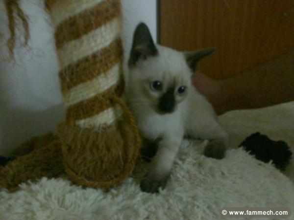 Bonnes Affaires Tunisie Animaux Chat Siamois 1