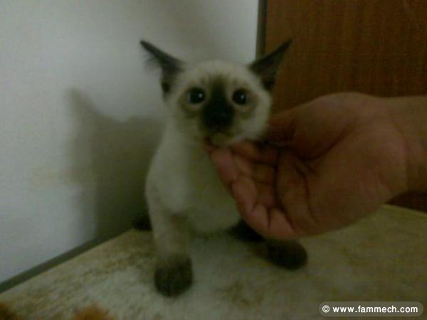 Bonnes Affaires Tunisie Animaux Chat Siamois 3