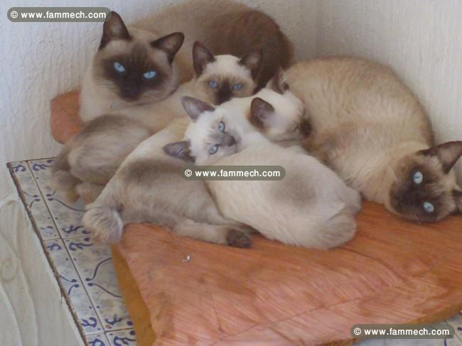 chat siamois