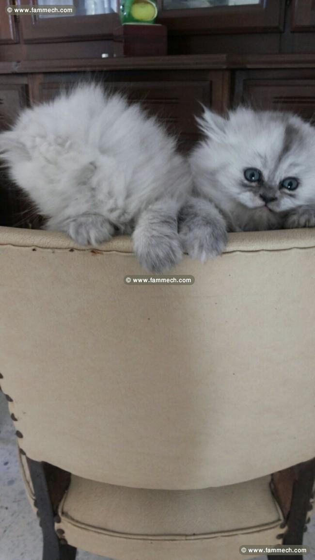 chaton persan 