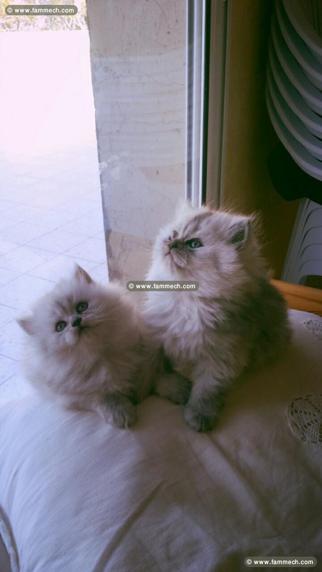 chaton persan 