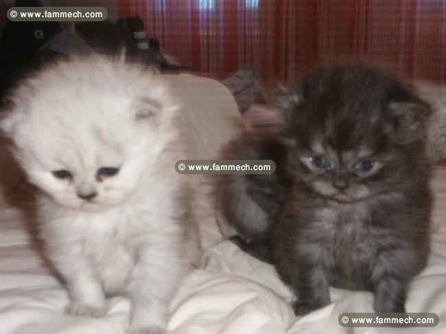 Chaton persan