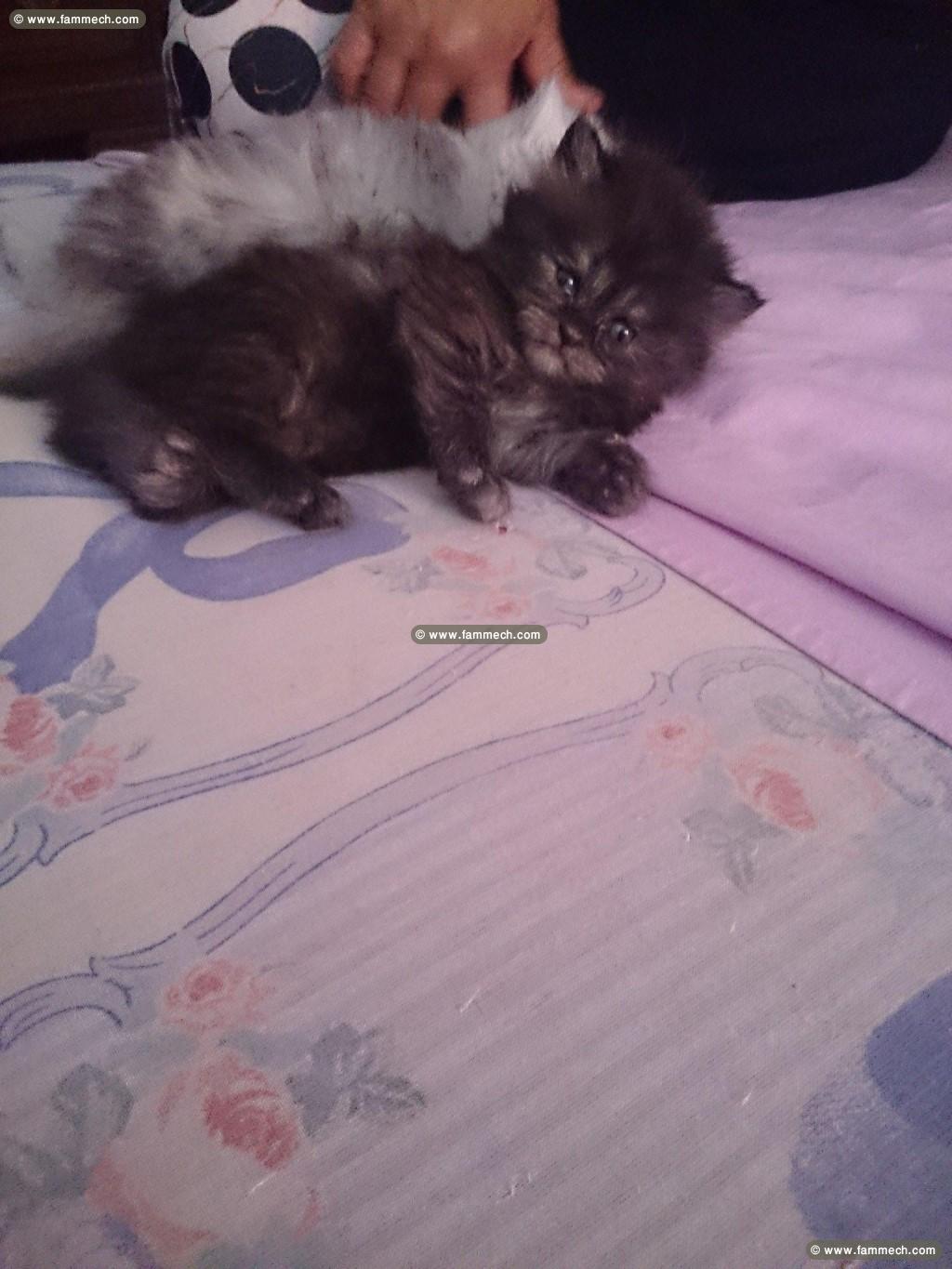 Chaton Persan