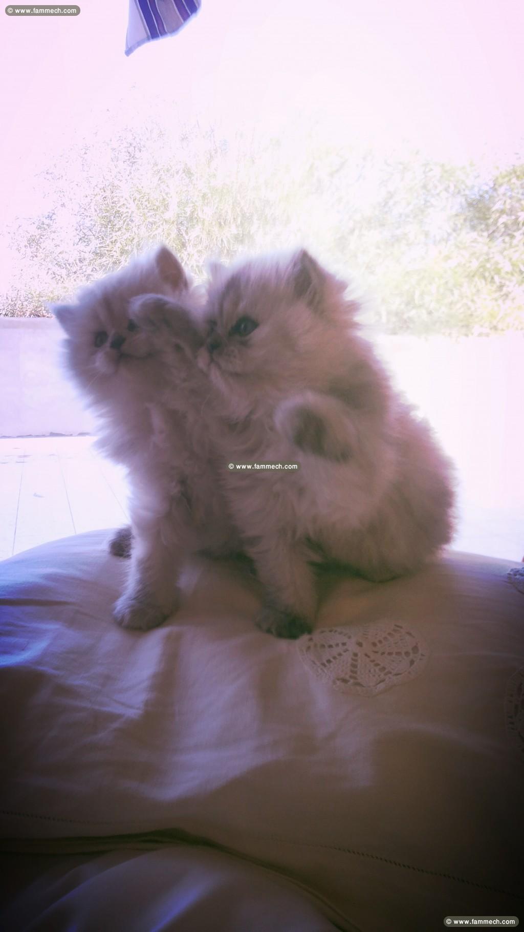 Chaton Persan
