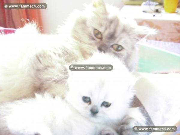 chaton persan chinchilla