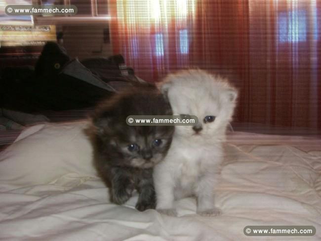 Chaton Persan Chinchilla