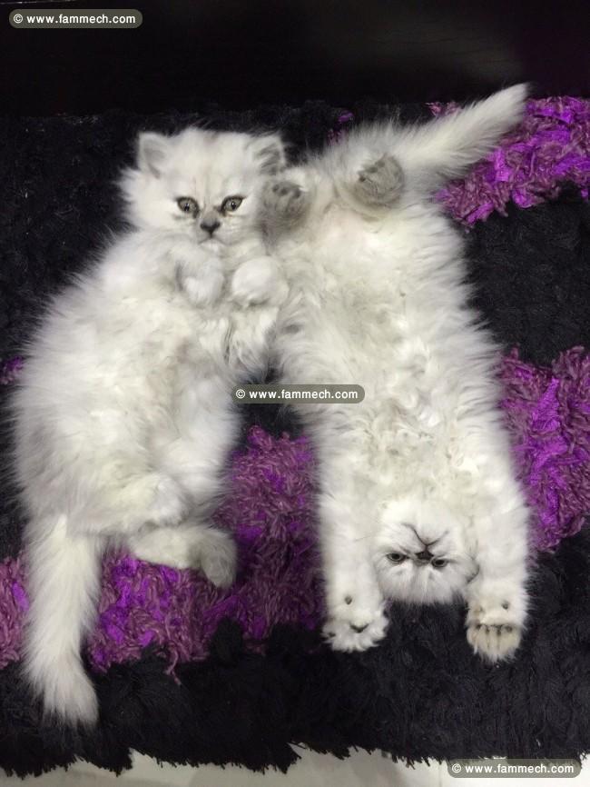 Chaton Persan Chinchilla