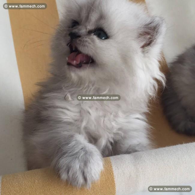 Chaton Persan Chinchilla